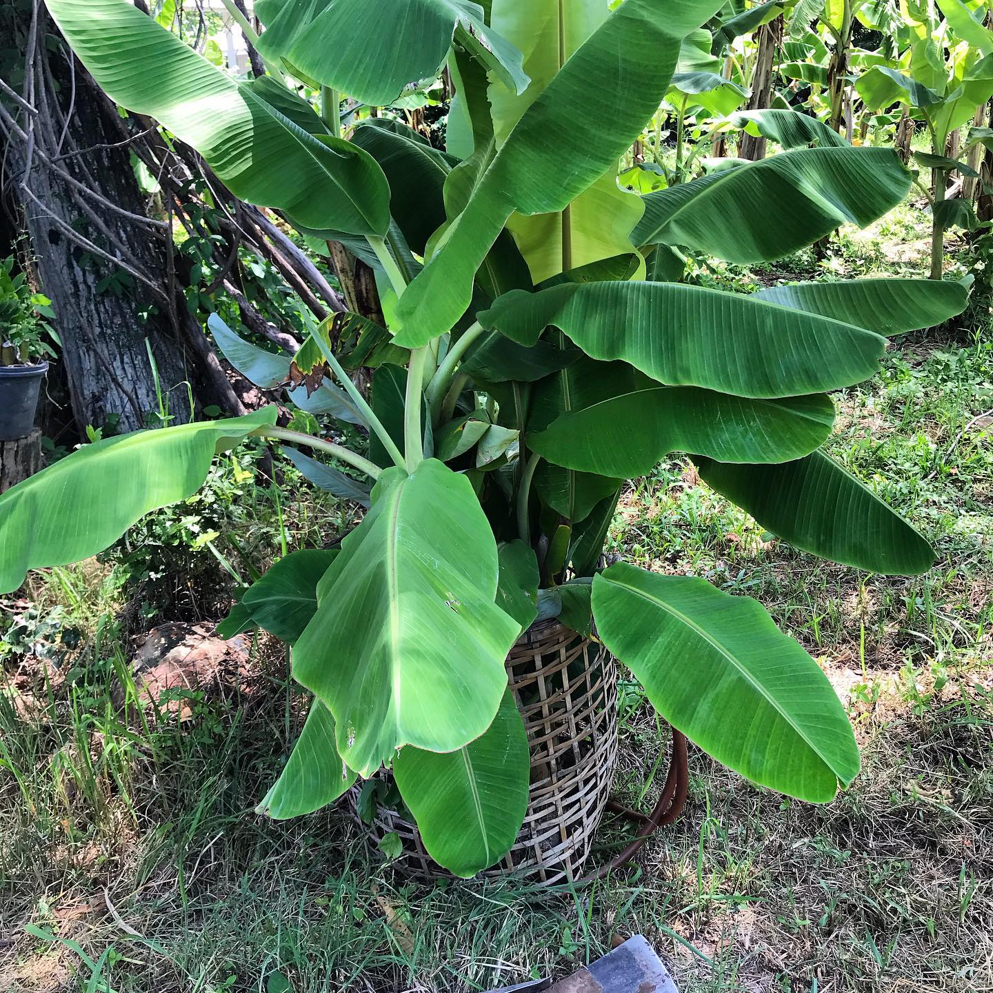 Why Plant Bananas In Your Garden? [Gardening Benefits]