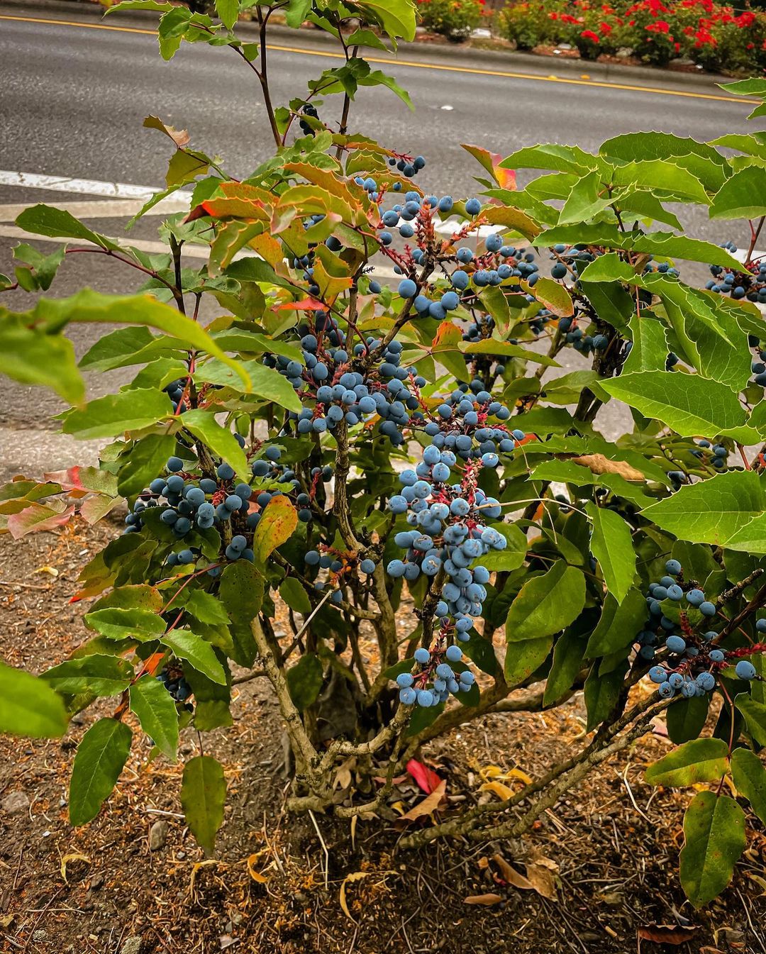 blueberry grown nearby road