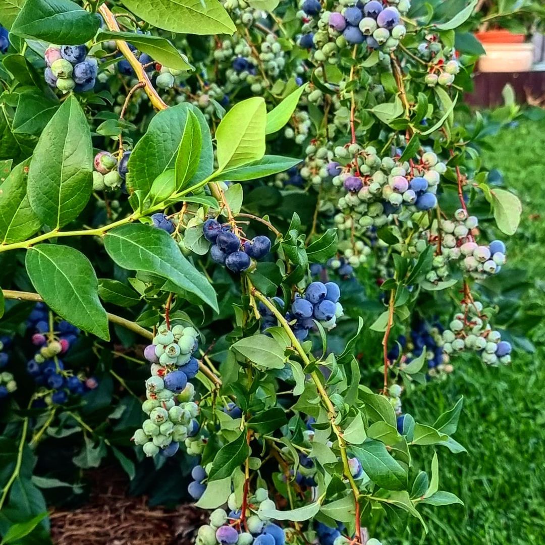 What Do Blueberries Grow On? [Fruiting Ideas]