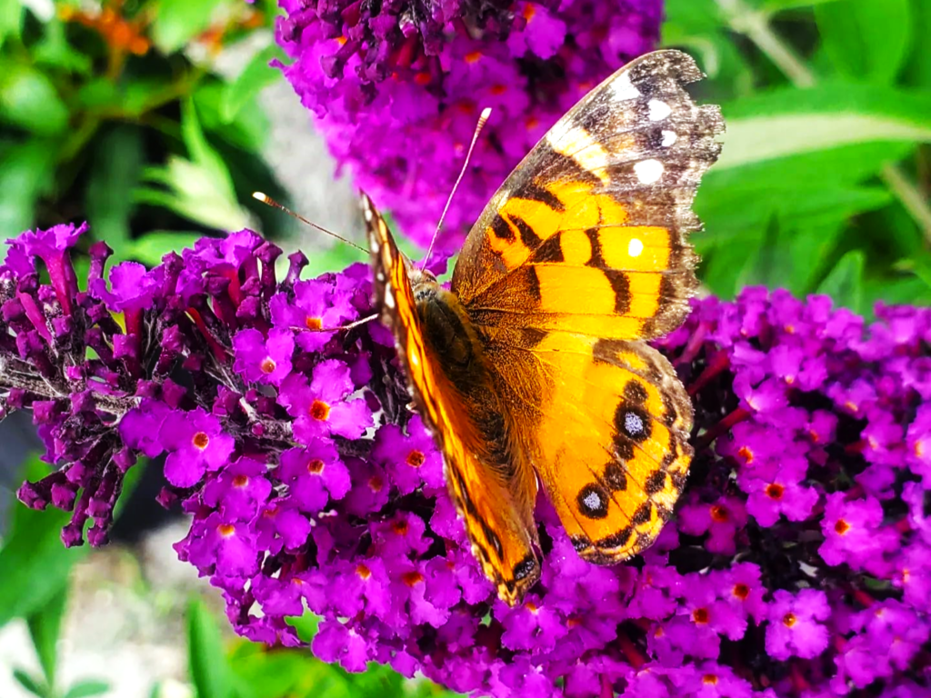 From Wilting to Thriving: How to Deadhead Your Butterfly Bush