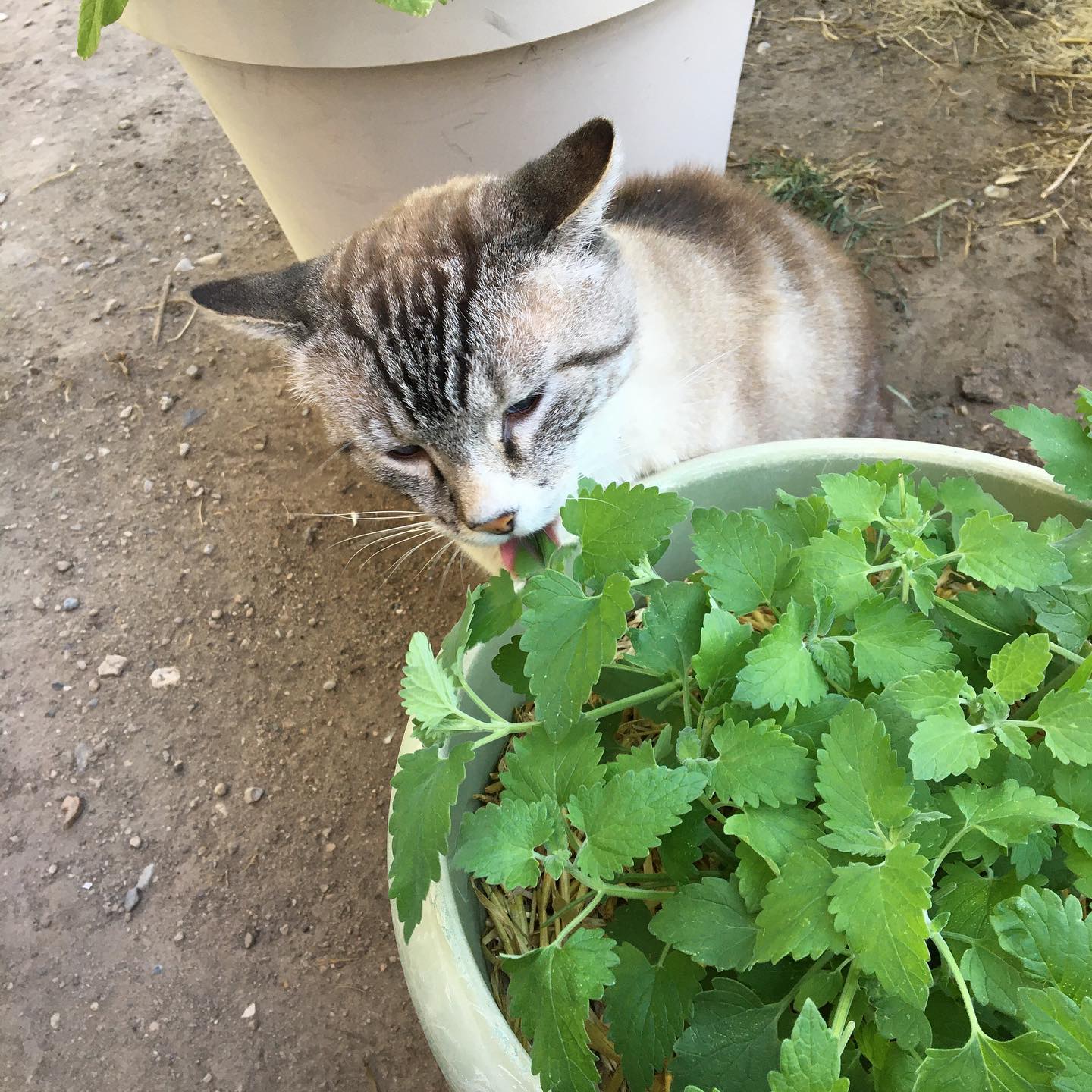 cat eating fresh catnip