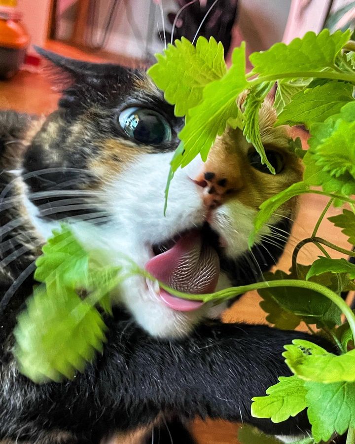 cat eating the fresh catnips