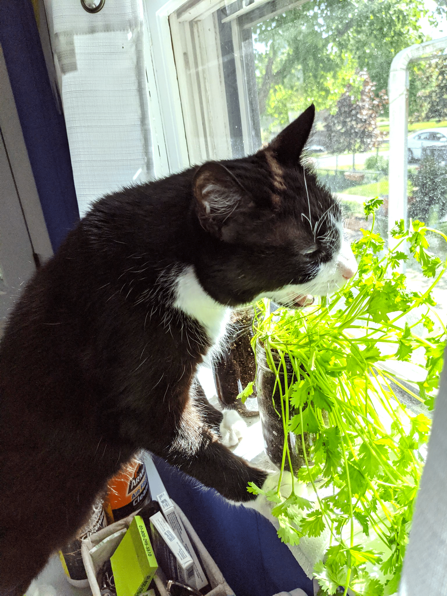 cilantro and cat