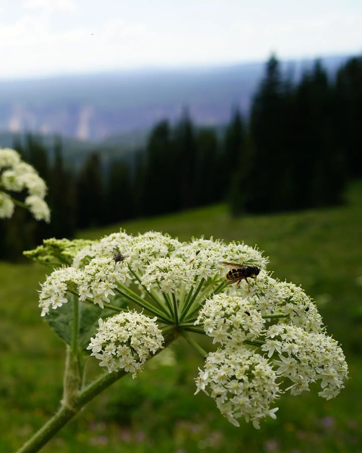 cow parsnip flower with bee on top