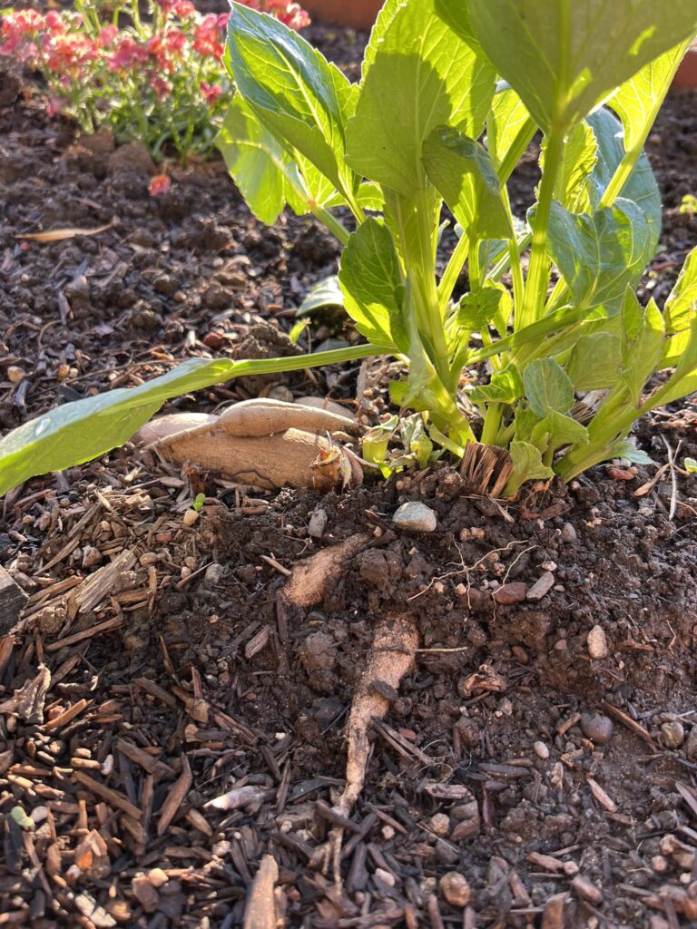 dahlia tuber growth