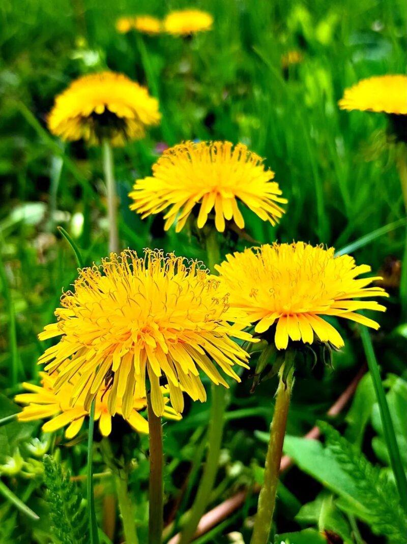 Do Chickens Eat Dandelions? The Answer Will Blow Your Mind!