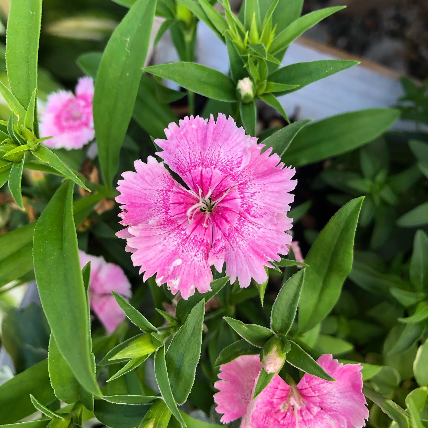 Are Dianthus Edible: Can You Make Recipes Out of Them?