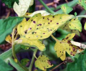 Brown spots on tomato leaves