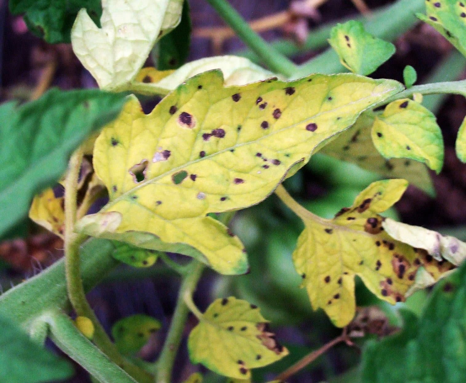 5-reasons-behind-brown-spots-on-tomatoes-leaves