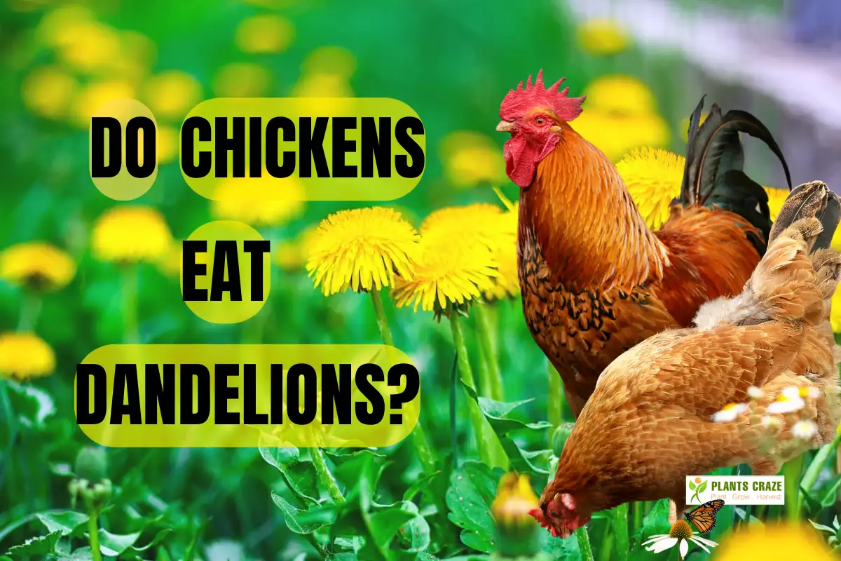 Do Chickens Eat Dandelions? The Answer Will Blow Your Mind!
