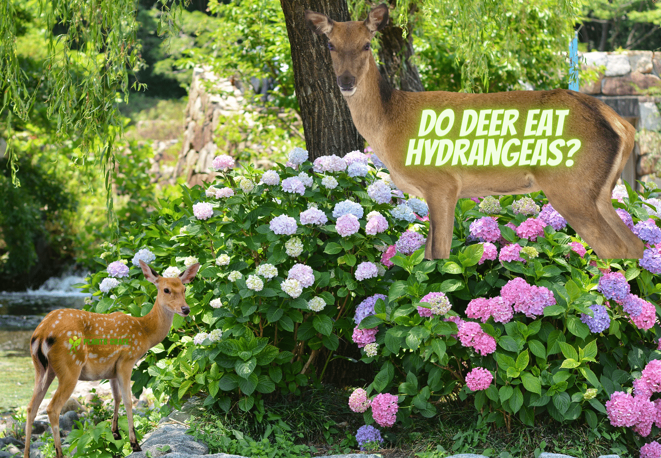 Image of Deer grazing in purple hydrangeas