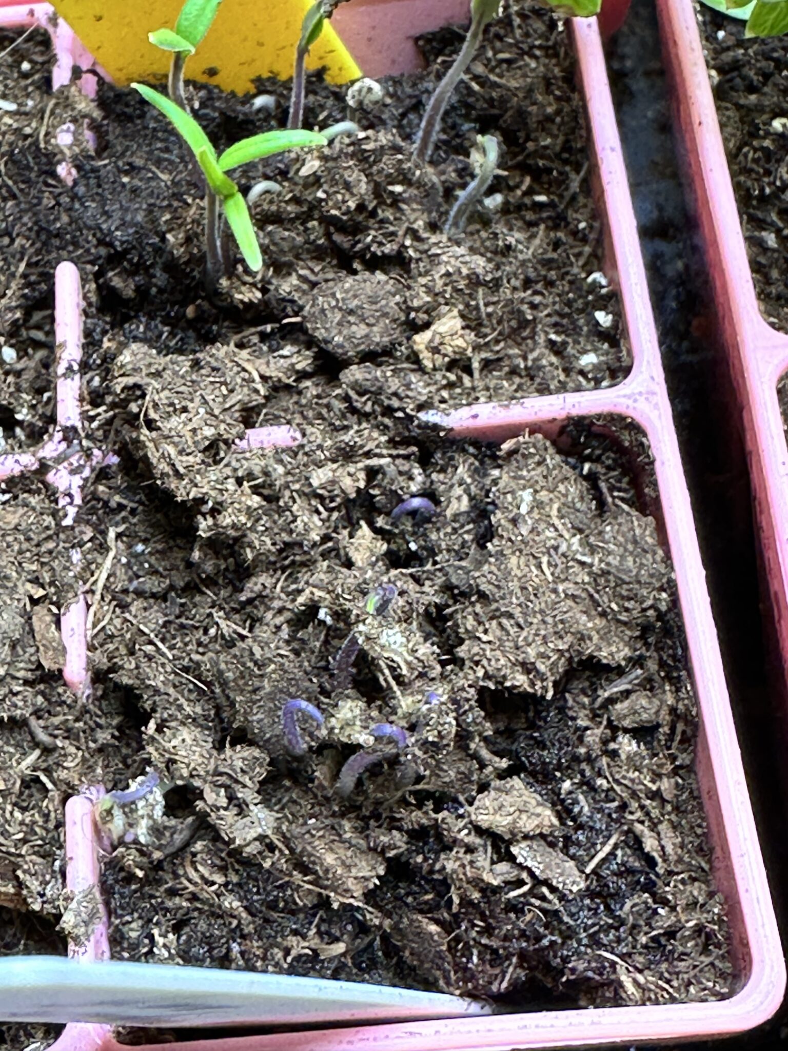 Tomato seedling  in dry soil (underwatered)