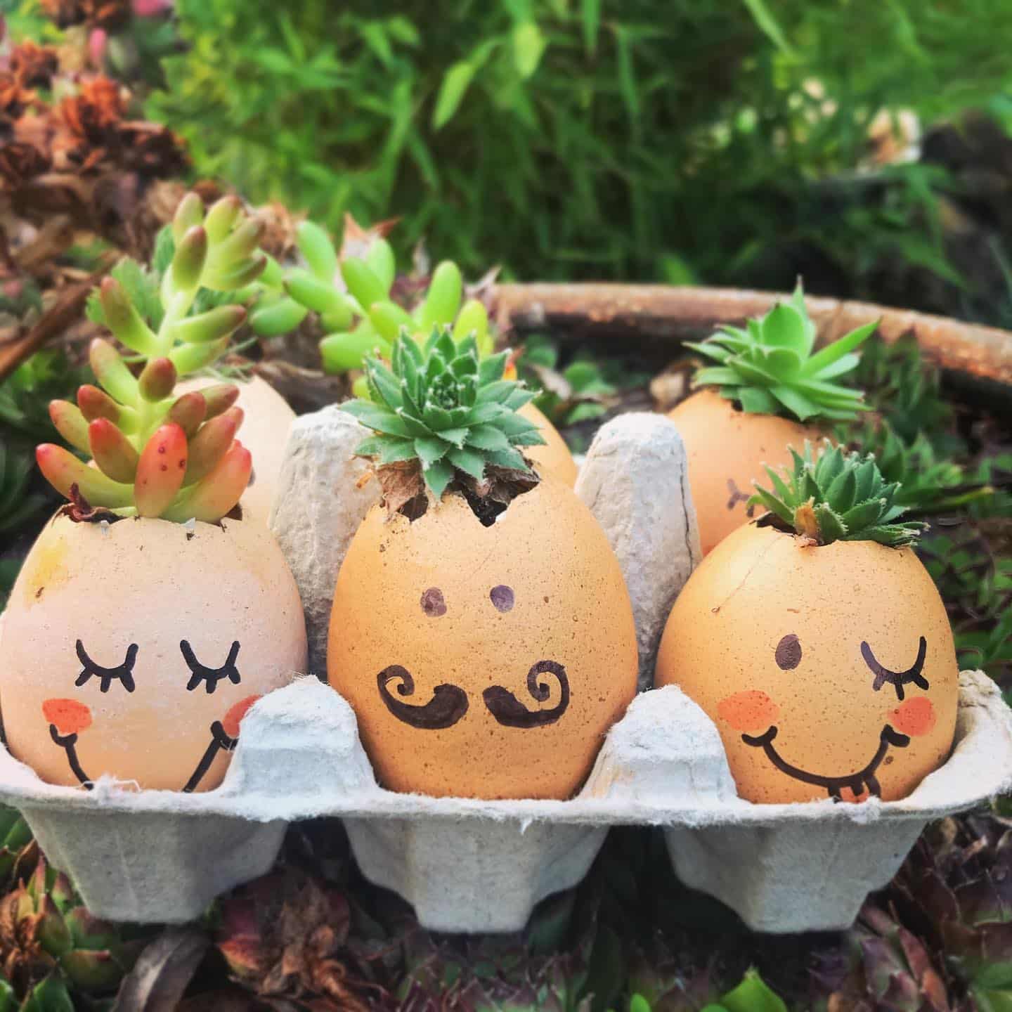 photos of egg shells used as a planter for succulents with different creating design on it.