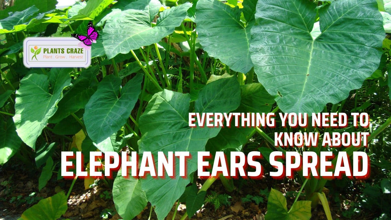 Do Elephant Ears Spread? Everything You Need to Know