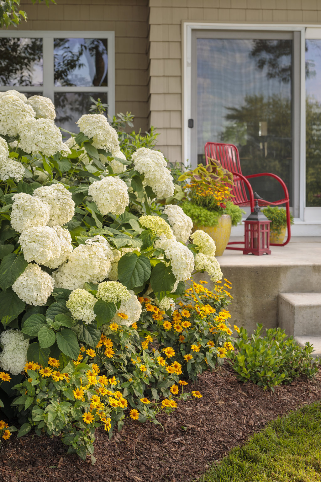 incrediball hydrangea blooms