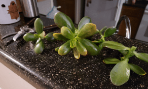 ade plant with pale yellow foliage