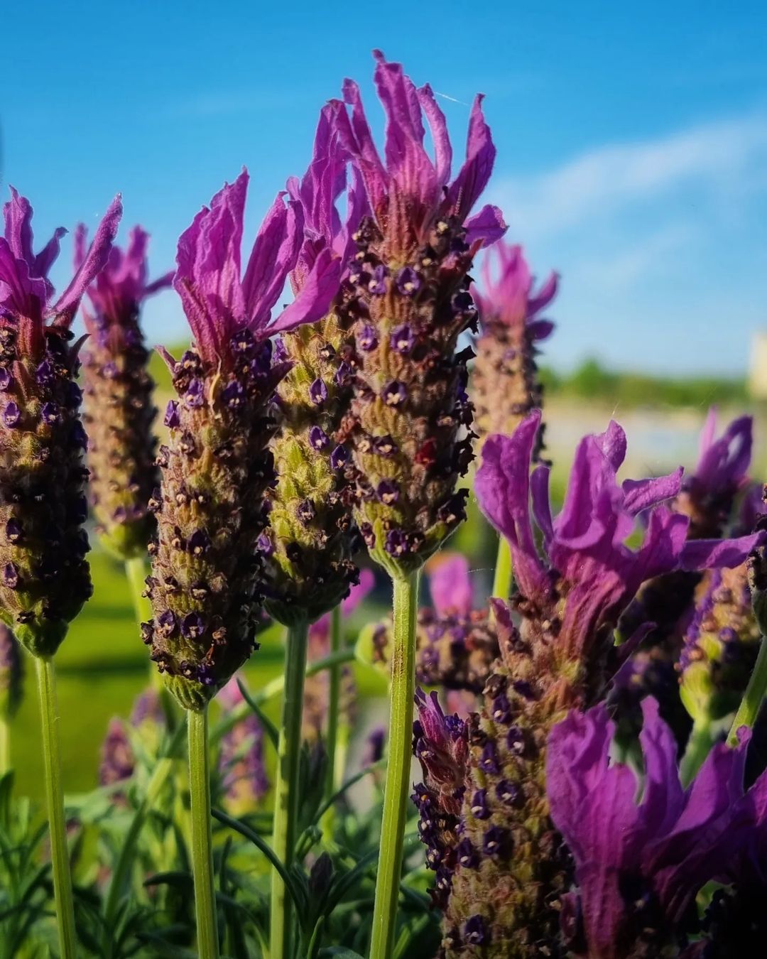 lavender-flower-meaning-symbolism-mythology-folklore-uniguide