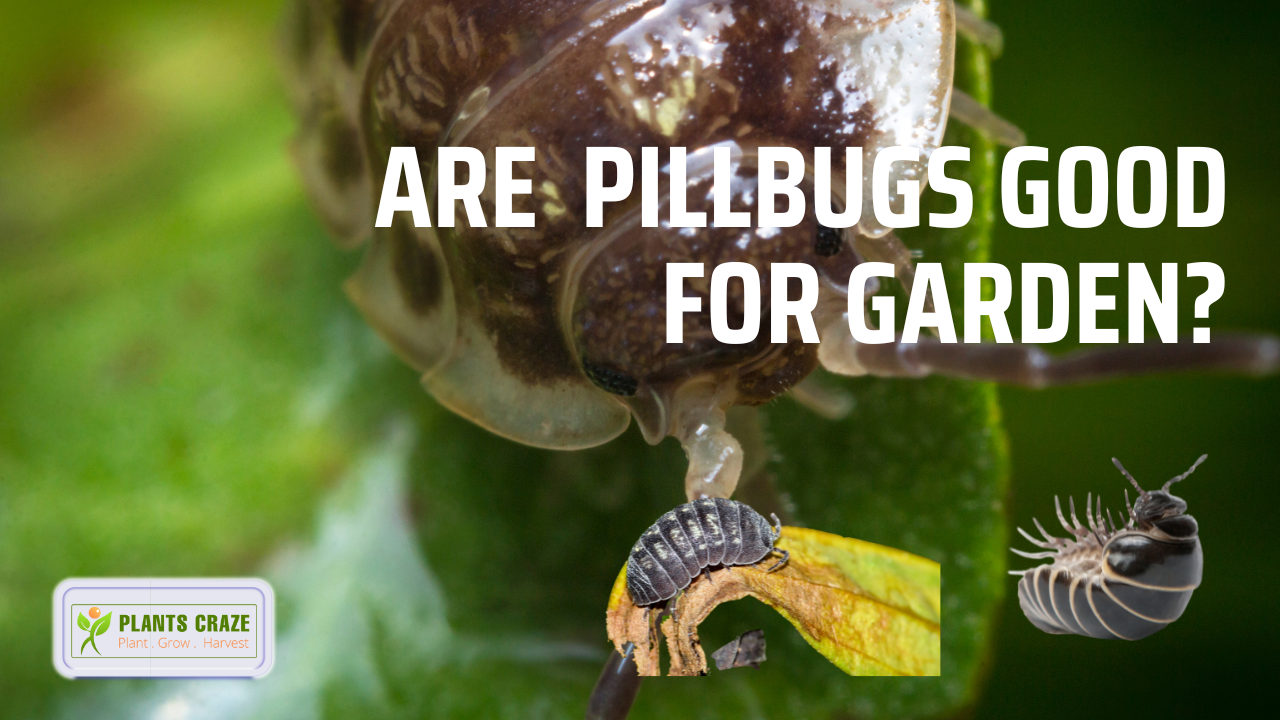 exploring-the-garden-s-ecosystem-are-pill-bugs-good-for-gardens