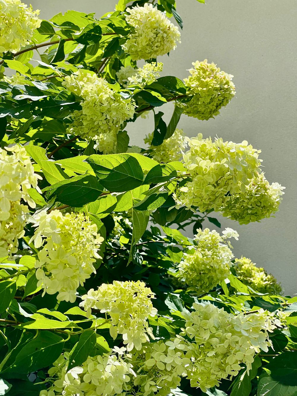 limelight hydrangea flowers