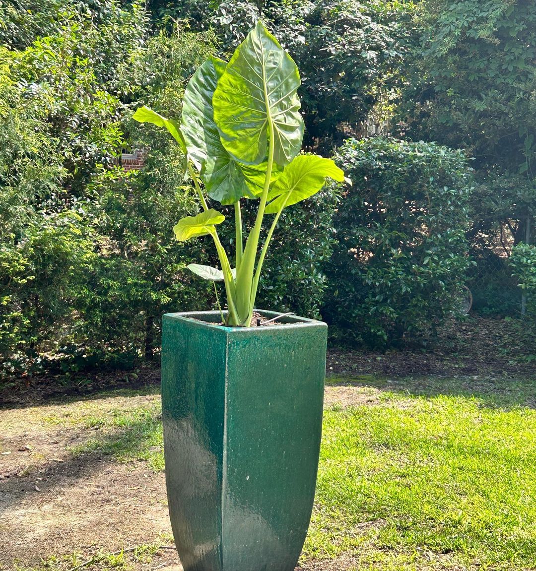 mammoth elephant ears growing on a tall planter