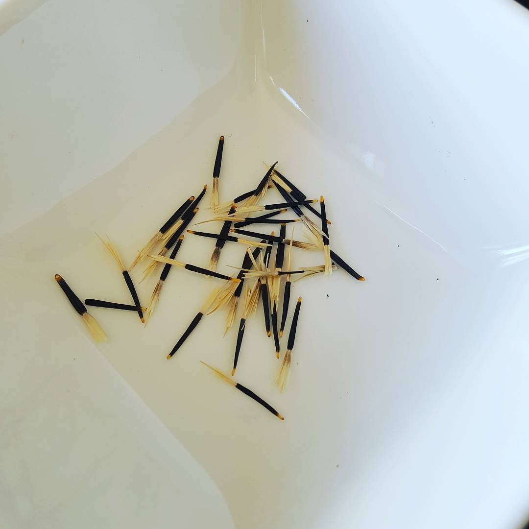 stored marigold seeds 