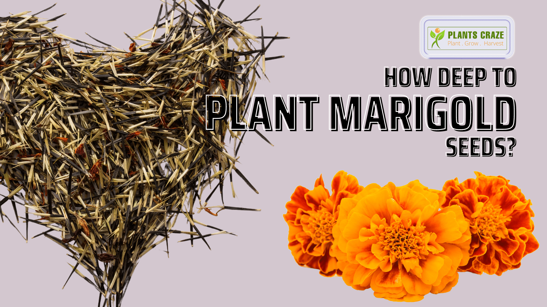 How Deep To Plant Marigold Seeds Planting Guide 