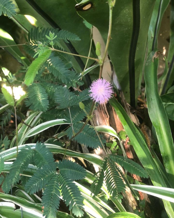 Flowering Mimosa