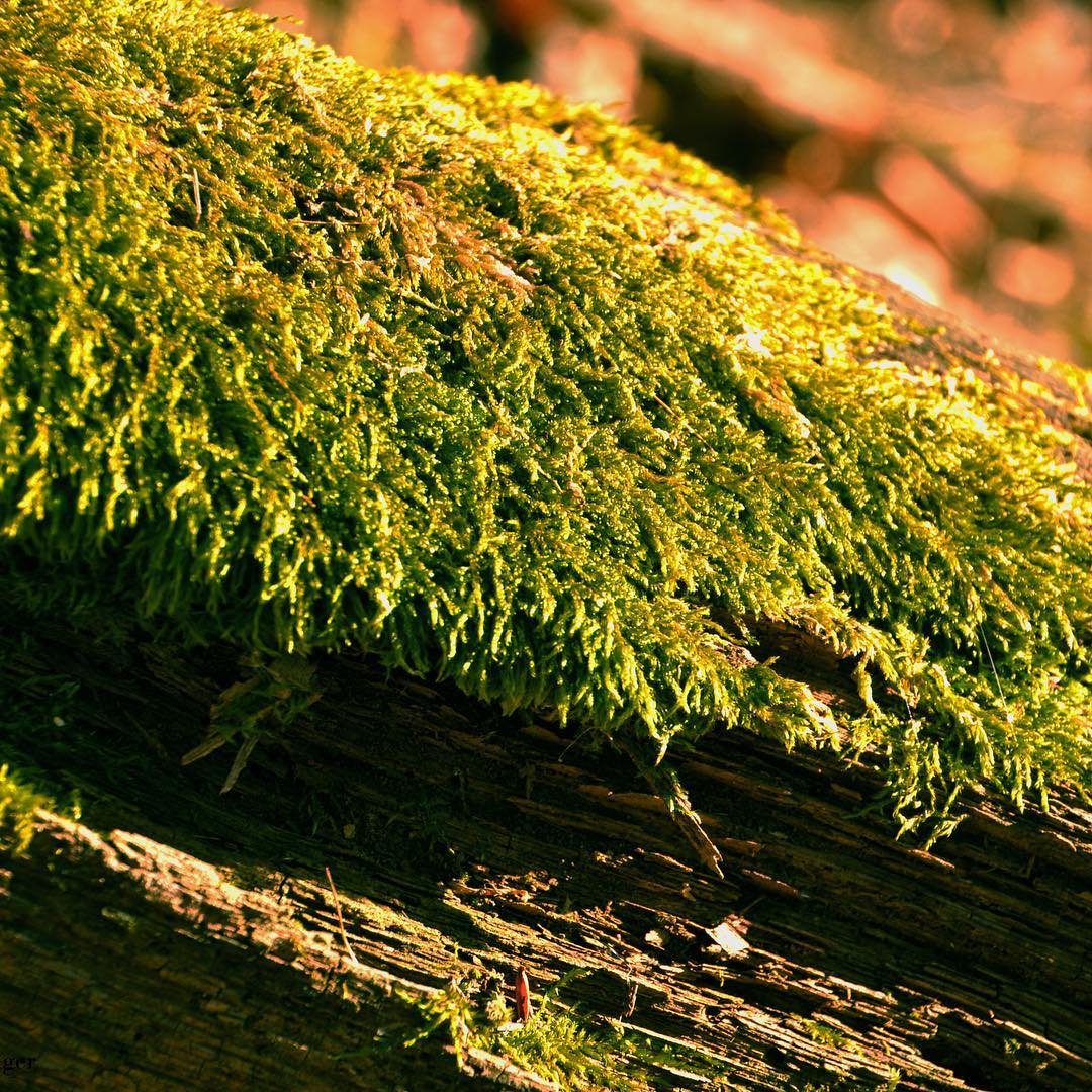 moss growing on tree