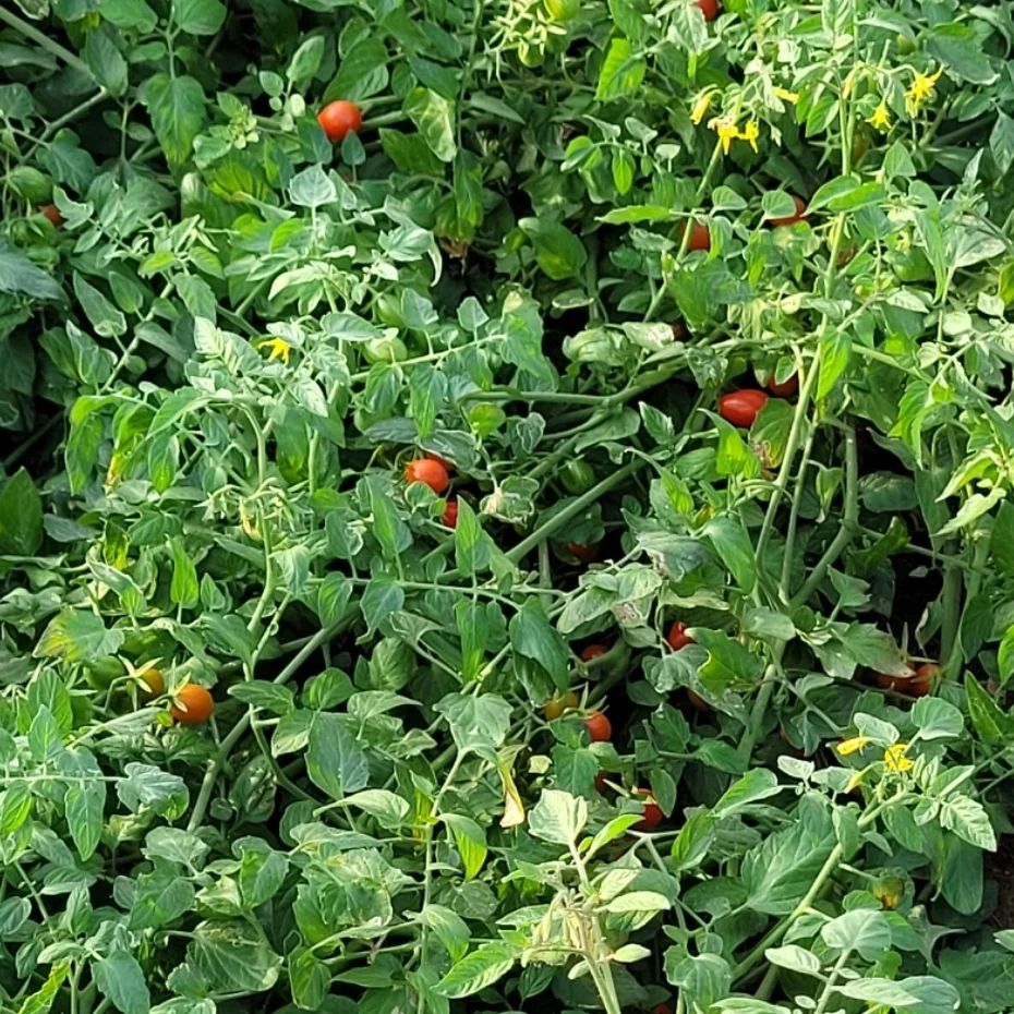 Overcrowded plant with few tomatoes.