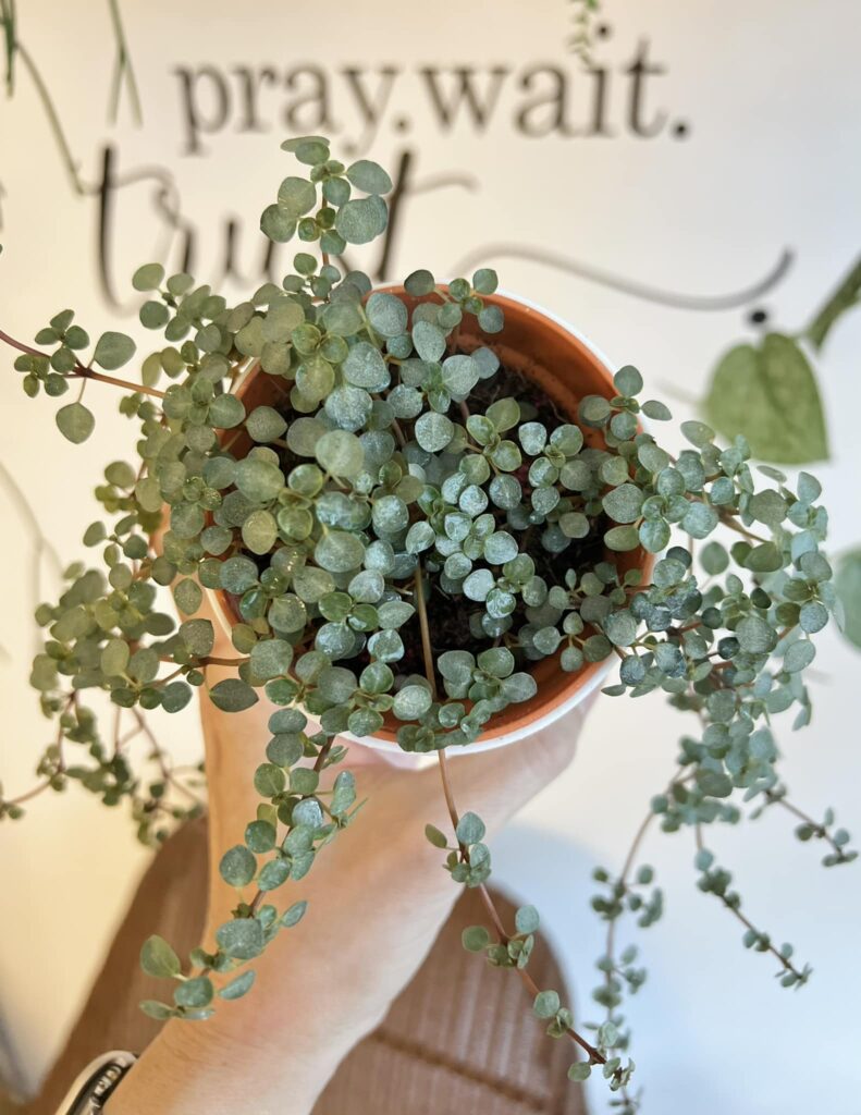 Pilea Glauca