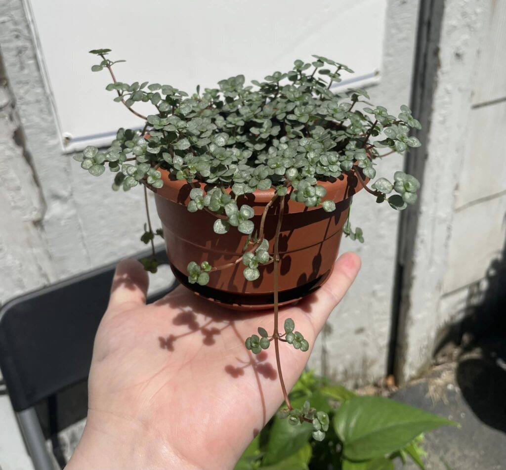 Pilea glauca sunlight