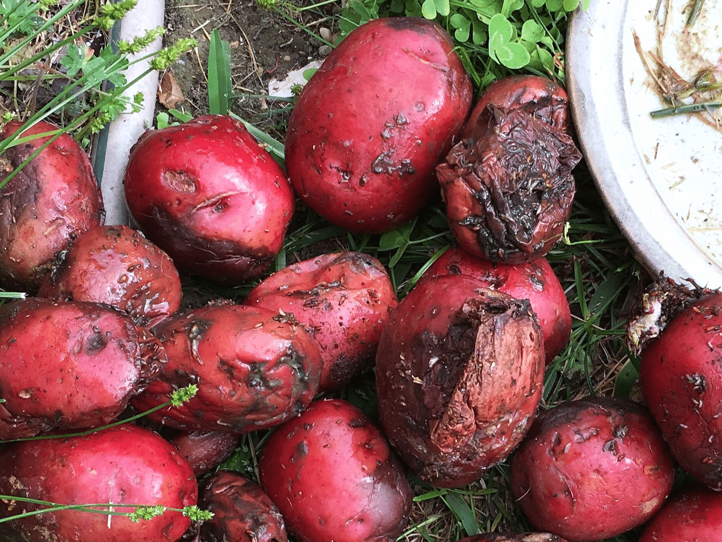 eating-rotten-potatoes