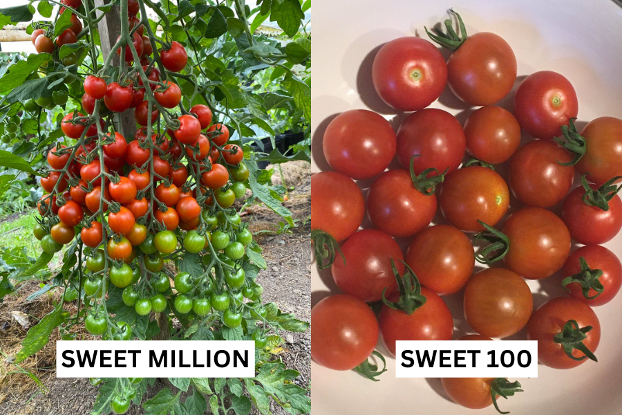 Sweet million vs Sweet 100