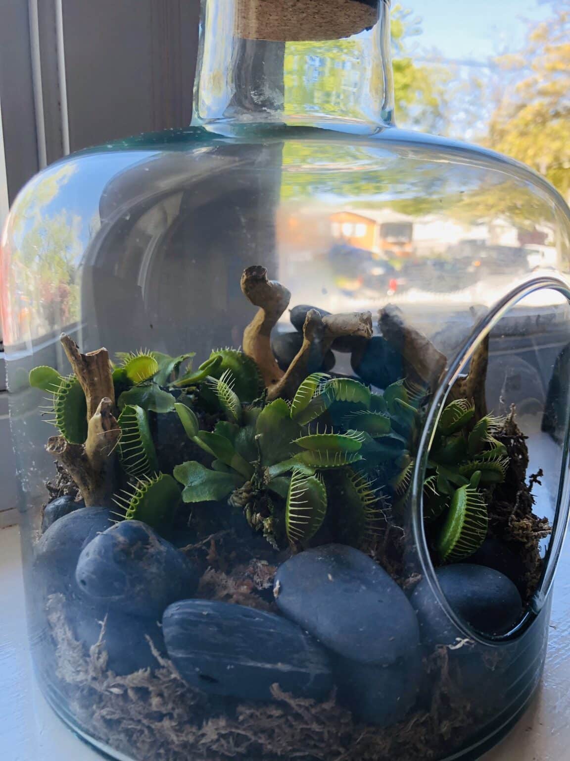 Venus Fly Trap Terrariums Captivating Nature's Deadly Delights