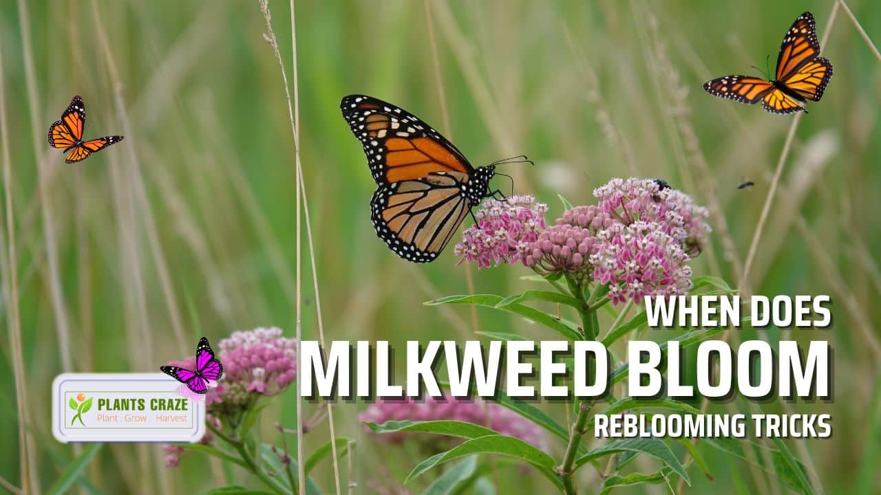 When Does Milkweed Bloom? [Reblooming Tricks]
