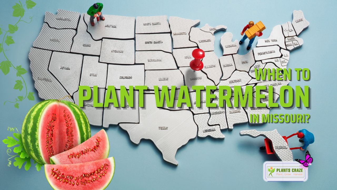 when-to-plant-watermelon-in-missouri-timing-stages