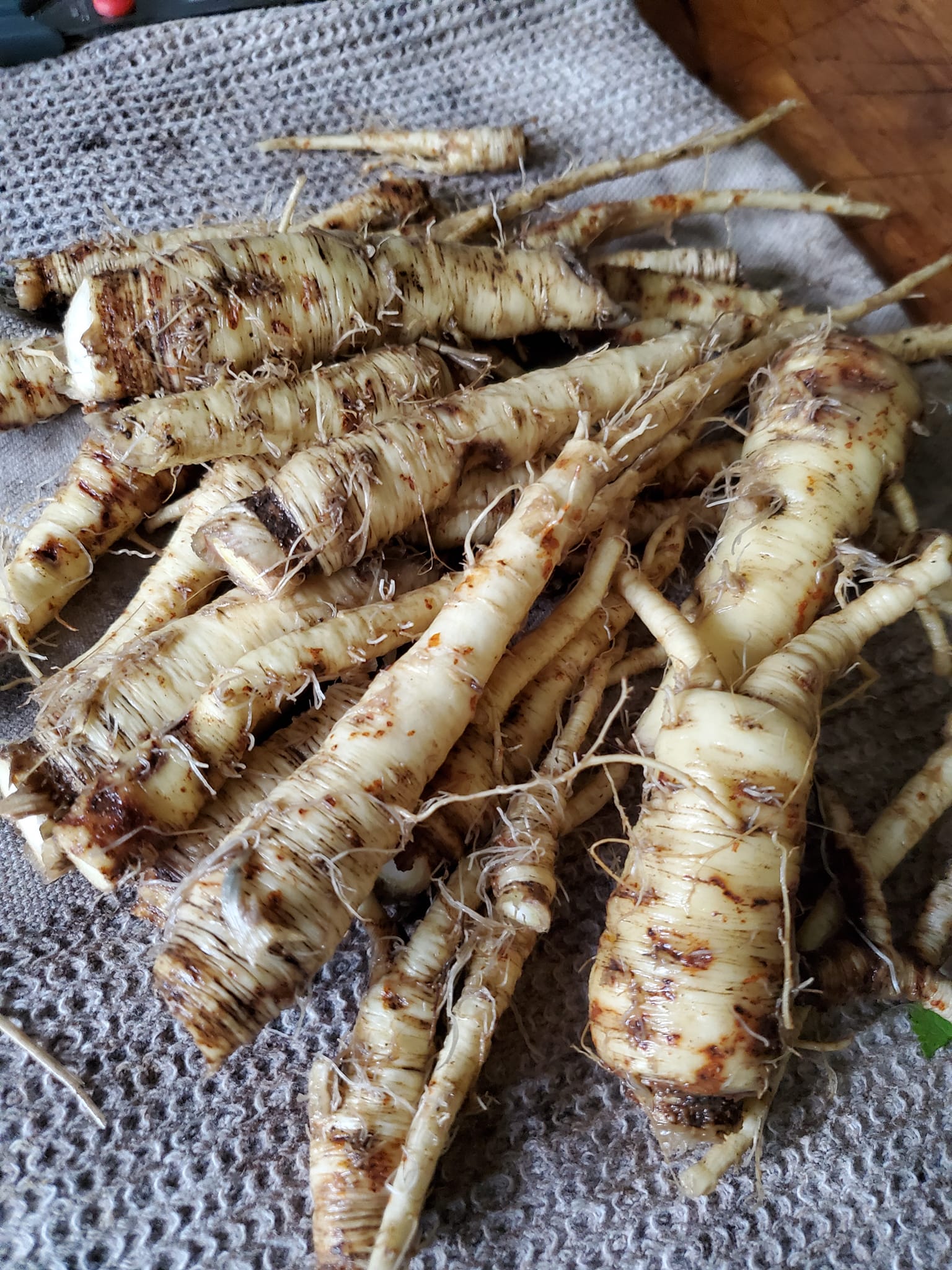 Image represents roots of Wild Parsnip.