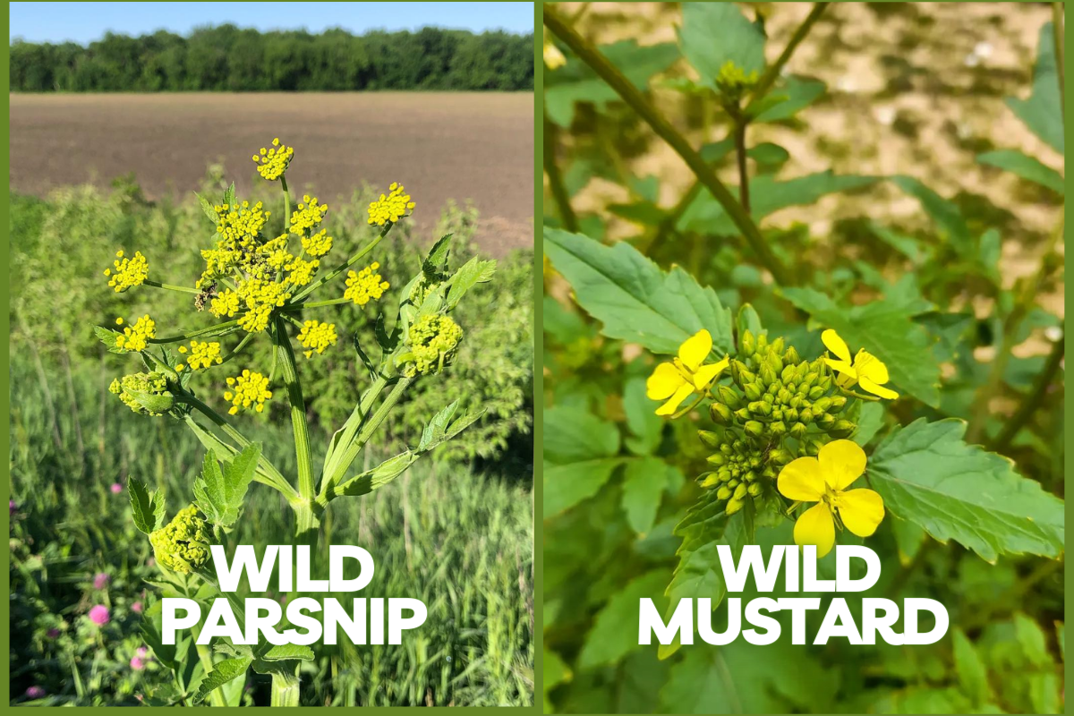 Image represents Wild Parsnip vs. Wild Mustard