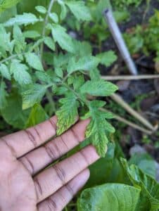 Image represents yellow tomato leaves