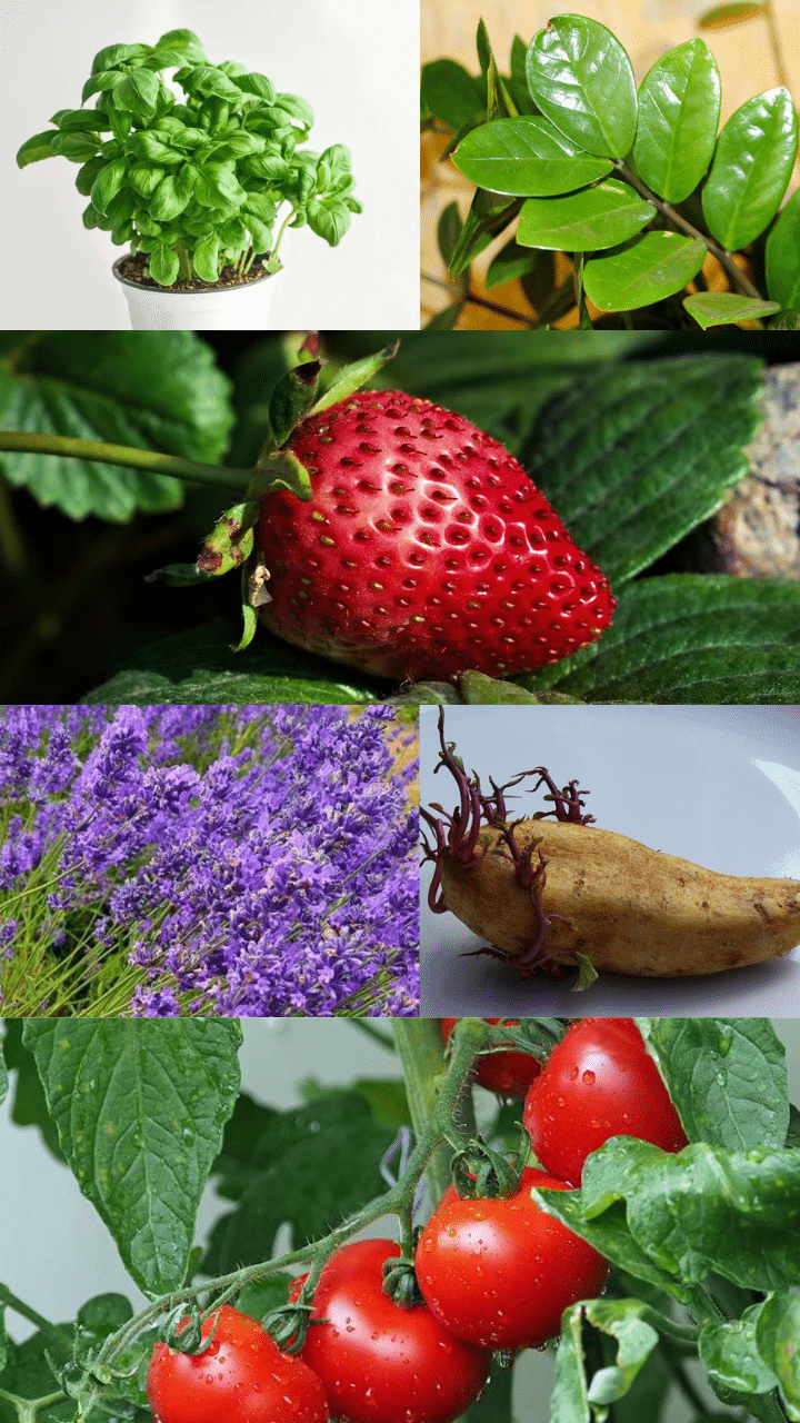 What To Plant In Zone 10 Must Have Plants what-to-plant-in-zone-10-must-have-plants