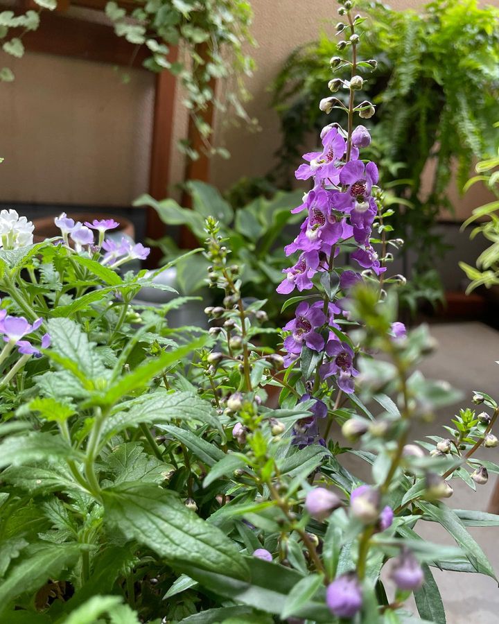 The purple flower of Angelonia in a green foliage