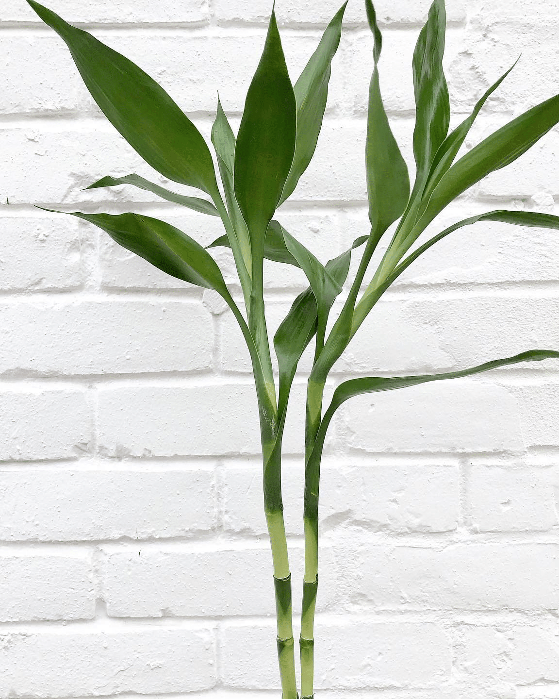 Pair of bamboo stalk