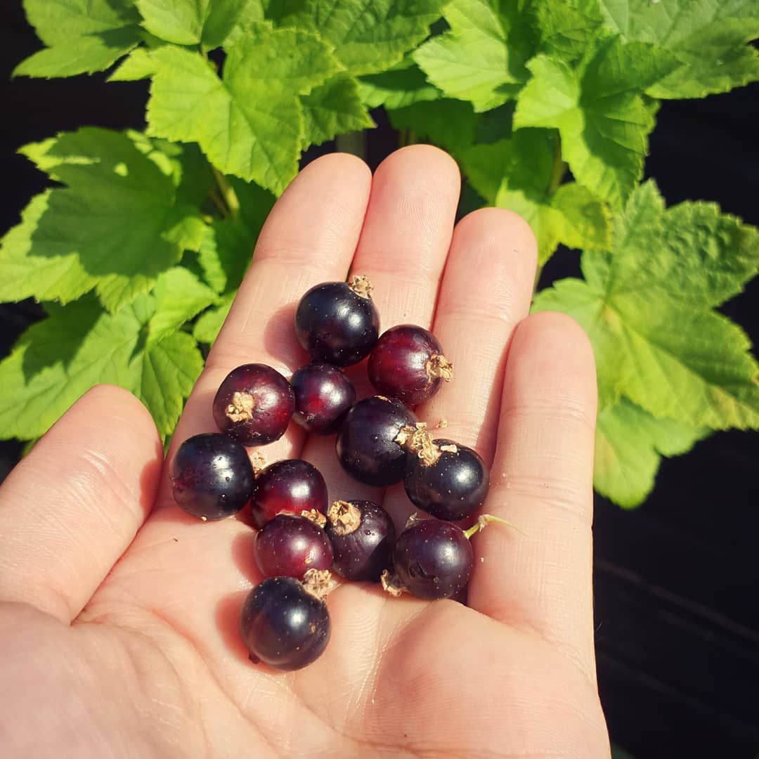 Black Currant Seed that can produce oil for eczema.