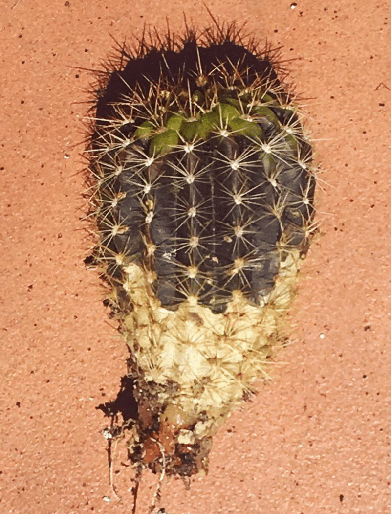 Can Too Much Water Kill A Cactus? [Fact Check!]