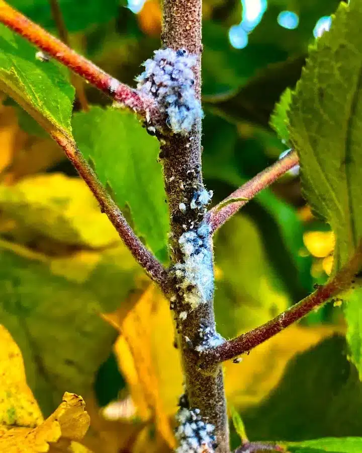 Blue Wolly Aphids on stems