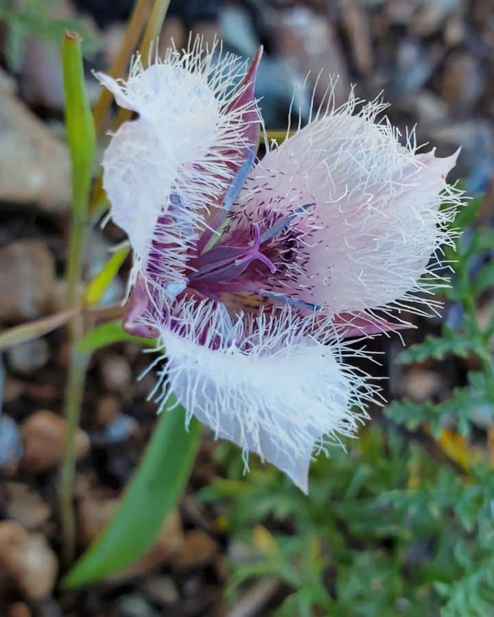 Calochortus Tolmiei flower