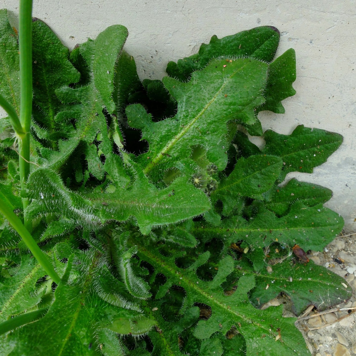 The hairy leaves of large Dandelion looking plant over a ground