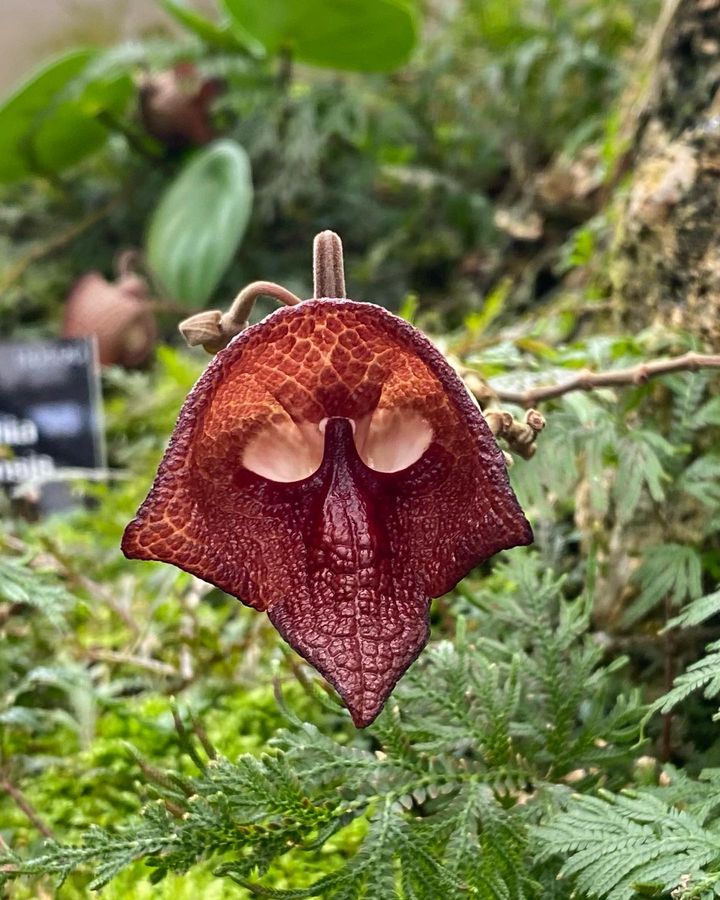 Darth Vader flowers look like skulls