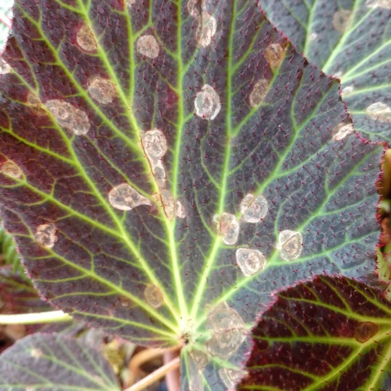 Why Are My Begonia Flowers Turning Brown? [Causes + Fixes]