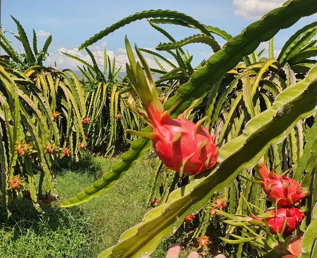 is-dragon-fruit-a-cactus-the-basics-for-beginners-current-year